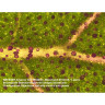 Микроскоп BRESSER Advance ICD 10x–160x 33142